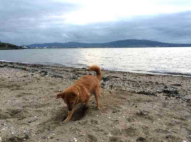 Juli enjoying a well-earned dig (his favourite pastime), on the beach at Belfast